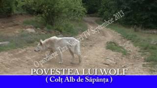 Povestea lui Wolf   Colţ Alb de Săpânţa [upl. by Davilman]