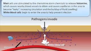 Inflammatory Response [upl. by Yartnod]
