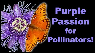 Discover the Power of Purple Passion Vine for Pollinators [upl. by Bradan791]