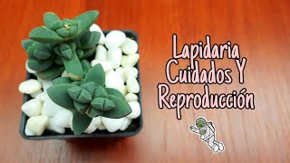 LAPIDARIA DELOSPERMA LEHMANNI PLANTA HIELO CUIDADOS Y REPRODUCCIÓN FÁCIL Y RÁPIDO [upl. by Anaibaf209]