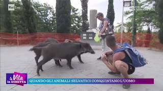 Quando gli animali selvatici conquistano luomo  La vita in diretta 04102018 [upl. by Mcgray]