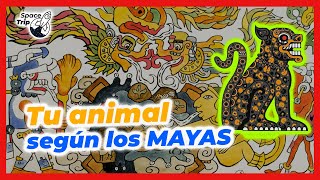 TU ANIMAL SEGÚN EL CALENDARIO MAYA [upl. by Adnohsak579]