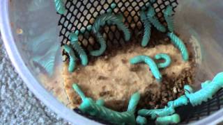 Hornworm and Butterworm Unboxing [upl. by Assetal]