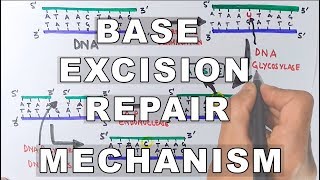 Base Excision Repair  DNA Repair Mechanism [upl. by Waiter]