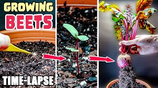 Growing Beets Plant From Seed To Beetroot 70 Days Time Lapse [upl. by Katusha]