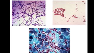 Zoonosis Bacillus Yersinia Brucella Francisella Pasteurella  Microbiology [upl. by Haymes624]