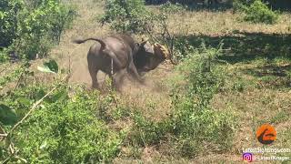 WATCH Kruger buffalo flicks lion into air like a toy [upl. by Yaluz971]