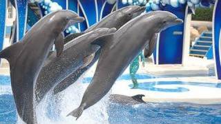 SeaWorlds Dolphin Show voted quotBest on YouTubequot [upl. by Llevram]