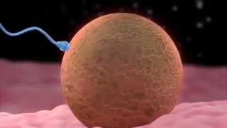 IVF  In Vitro Fertilization Animation Test  Pilot Video 2014 [upl. by Eiramaliehs331]