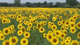 Sunflower fields [upl. by Ilaw291]