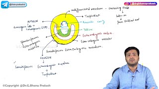 10 Second Week Of Development  Embryology [upl. by Sanford]