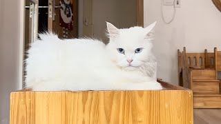 Zusammenstellung süßer und lustiger Katzenvideos – lustigstes Tiervideo [upl. by Nagrom433]