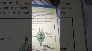 megaspor inside the sporangium [upl. by Barber591]