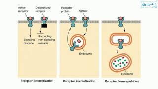 Autonomic Pharmacology  13  Adrenergic Receptors amp their Distribution  EOMS [upl. by Vish]