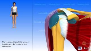 The subdeltoid joint and the serous bursae of the shoulder [upl. by Alyt]