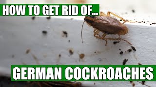 How To Get Rid Of German Cockroaches Guaranteed 4 Easy Steps [upl. by Dilahk]