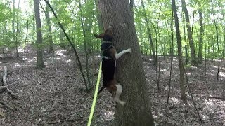 Abigail the Treeing Walker Coonhound [upl. by Ecirb]