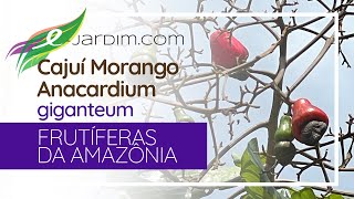 Frutificação e preparo de suco do cajuímorango  Anacardium giganteum  Frutíferas da Amazônia [upl. by Efren]