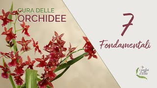 ORCHIDEE come curarle  i 7 fondamentali [upl. by Halland367]