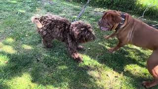 Dogue de Bordeaux  Kine and Albert are very happy to see each other🥰😁😁 [upl. by Hauser50]