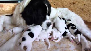 Landseer puppies [upl. by Briano]