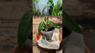 HOW TO FIX AN OVER WATERED PLANT [upl. by Kassity25]