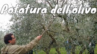 Corso di potatura dellolivo teoria pratica trucchi ed errori da evitare [upl. by Calandria]