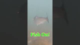 Rare Underwater Footage of American Shad Taking the Lure shorts [upl. by Alaekim]