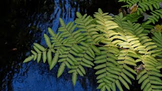 EL RITUAL DE LA OSMUNDA  UN VIAJE MÍSTICO A TRAVÉS DEL AGUA Y LA ESPIRITUALIDAD [upl. by Ztnahc]