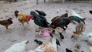 Chicken eating rice with eachother so hayand yummy animals chicken ducks [upl. by Acinoreb]