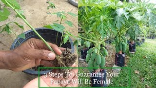 3 Steps To Guarantee Your Papaya Will Be Female l Agrieducation [upl. by Uv685]