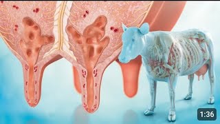 Acute mastitisclinical mastitis Disease in cow and buffalo 🦬 treatment थनैला रोग का कारण सहित ईलाज [upl. by Haeli]