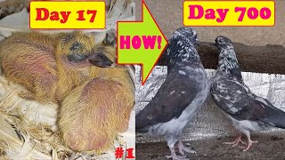 HOW PIGEONS MATING amp LAY EGG amp HATCH Chick Bird amp GROW DAY BY DAYMrampMrs PisKar 1st ROUND Pets [upl. by Suoiluj142]