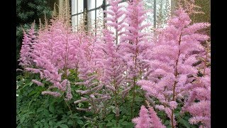 How to Grow Astilbe [upl. by Iramohs960]