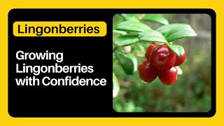 Growing Lingonberries with Confidence Growing and Caring for Lingonberries [upl. by Torrey]