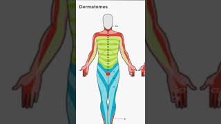 Know your DERMATOMES  Dr Gloria Sanders [upl. by Ettenoitna]