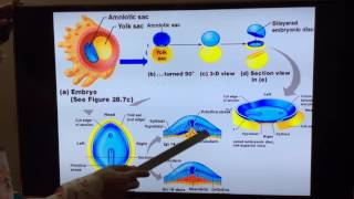 General Embryology  Part III 3rd and 4th week of development by Dr Vijaya [upl. by Sell34]