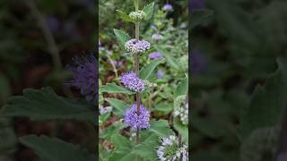 층층이 예쁘게 꽃피는 층꽃나무 Caryopteris incana [upl. by Mazlack]