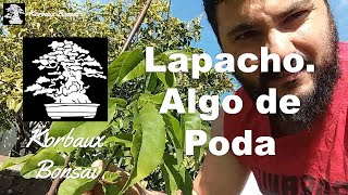 LN T2E14 Lapacho Algo de Poda [upl. by Li]