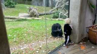 Chimp dancing with 2 year old and dad [upl. by Enyalaj25]