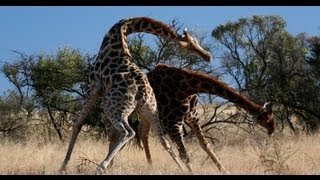 KNOCK DOWN Brutal Giraffe Fight on Safari at Pilanesberg South Africa Very Rare [upl. by Curkell]