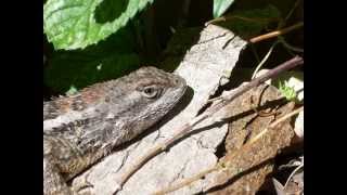 The Texas Spiny Lizard A Garden Friend [upl. by Adaner]