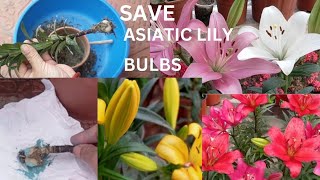 How To Save Asiatic Lily Bulbs For Next Season  Asiatic Lily Propagation and Care In Nepali [upl. by Chadburn]