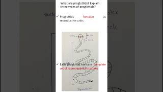 Types of proglottids zoologyADSBsBiology [upl. by Ayoral248]