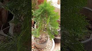 MorpankhiThuja Ko Kaha Lagaye youtubeshorts vastuplants morpankhi gardening plantcare [upl. by Pirozzo787]