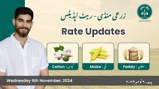 Daily Grain Market Updates Cotton Maize amp Paddy  کپاس، مکئی اور دھان Wednesday 6th November 2024 [upl. by Alema]