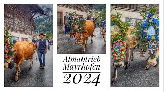 🇦🇹Almabtrieb🐮MAYRHOFEN 2024❤️🐄 Austria Zillertal 05102024 [upl. by Eleets]