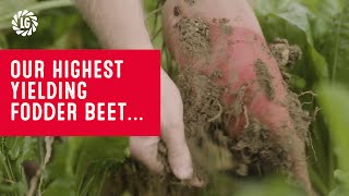 Fosyma Fodder Beet  Highest yielding  Ideal grazing  Winter hardy [upl. by Parette]