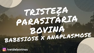 Tristeza Parasitária Bovina diferença entre Babesiose e Anaplasmose 013 [upl. by Vinn]