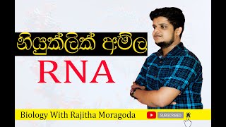 නියුක්ලික් අම්ල  RNA [upl. by Yren]